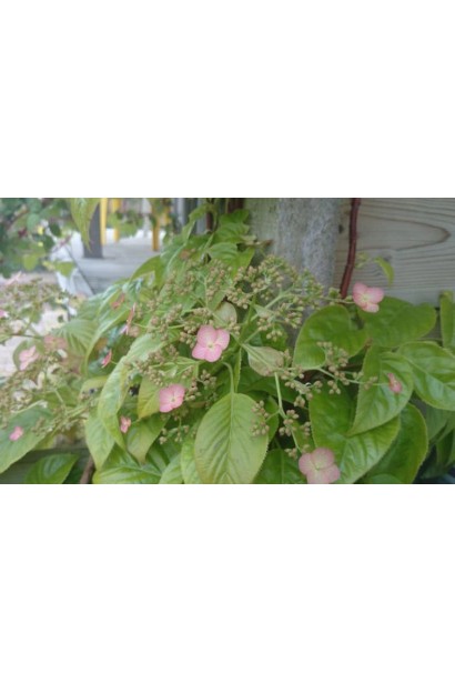Hydrangea ’Crug Coral’